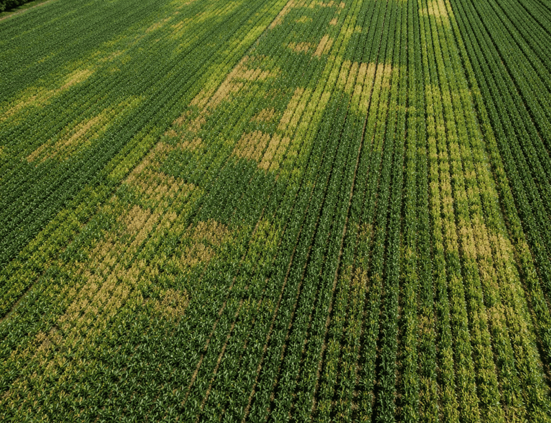 Understand field variability